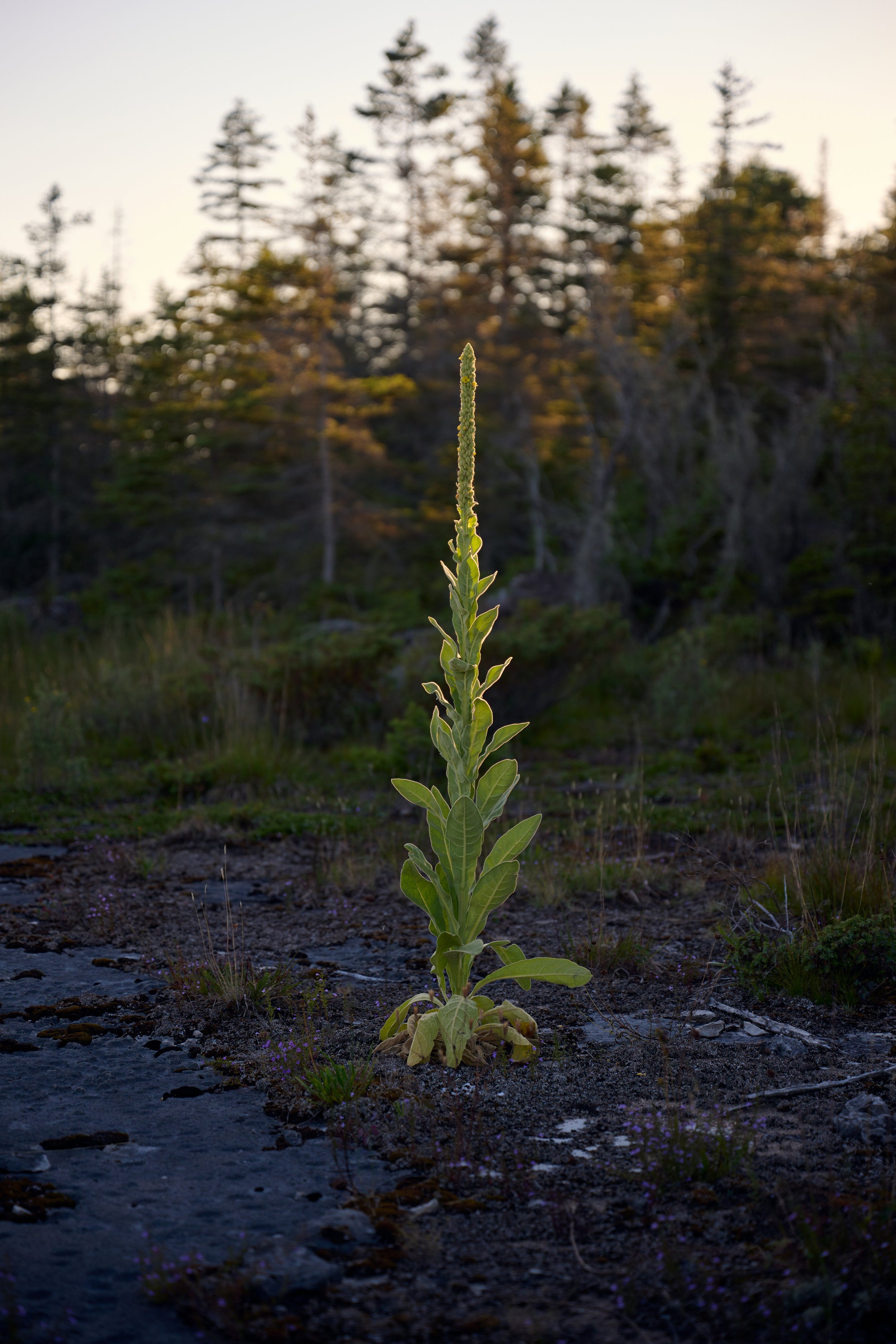 FordExpedition_Timberline_1412.jpg