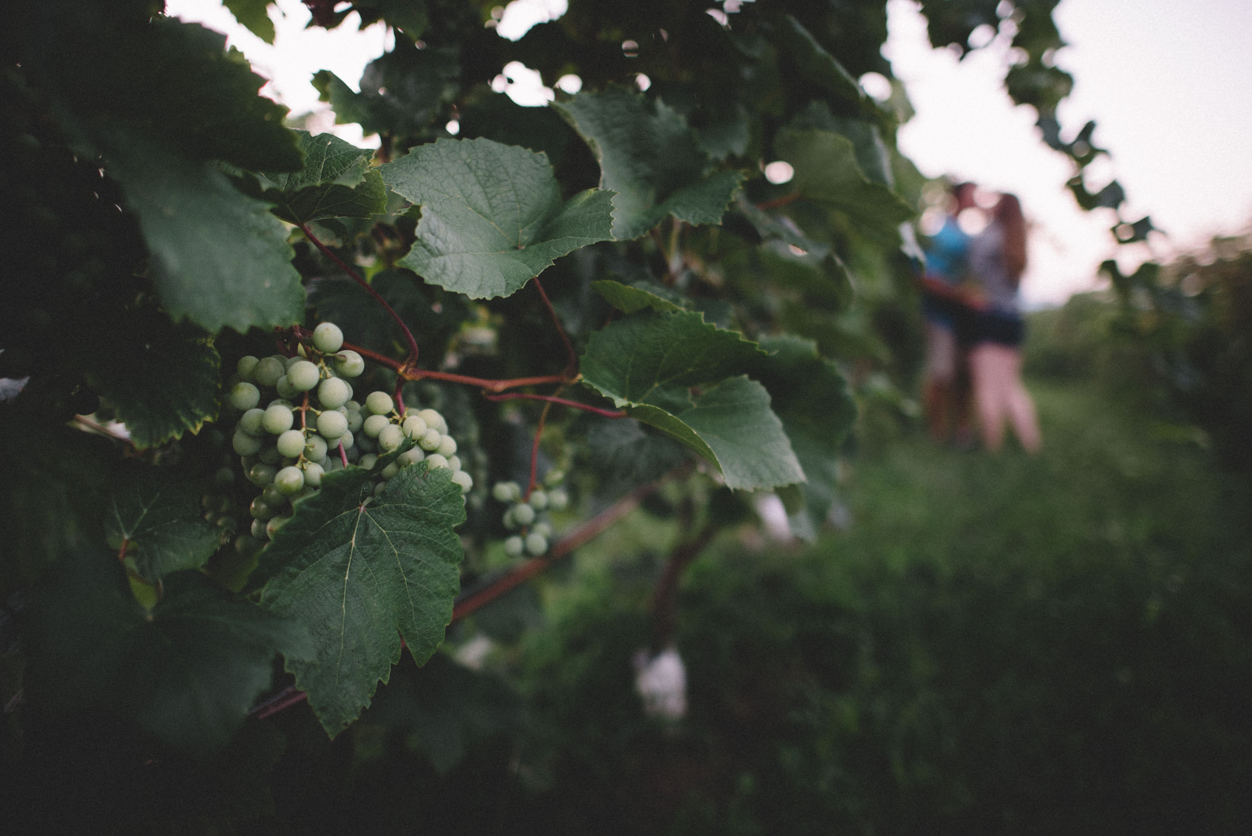 Bluestone Vineyard Engagement Session