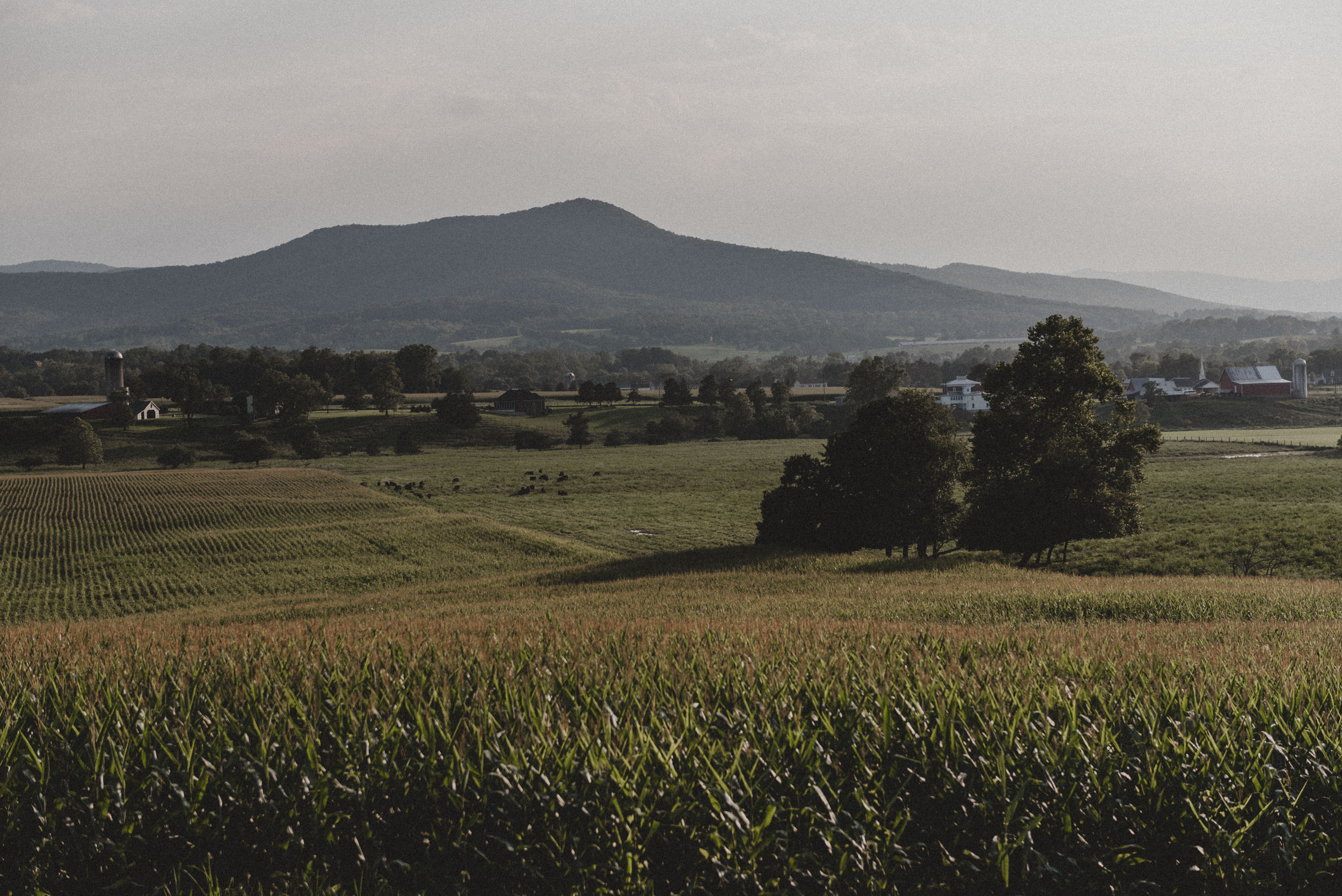 Shenandoah Woods Wedding