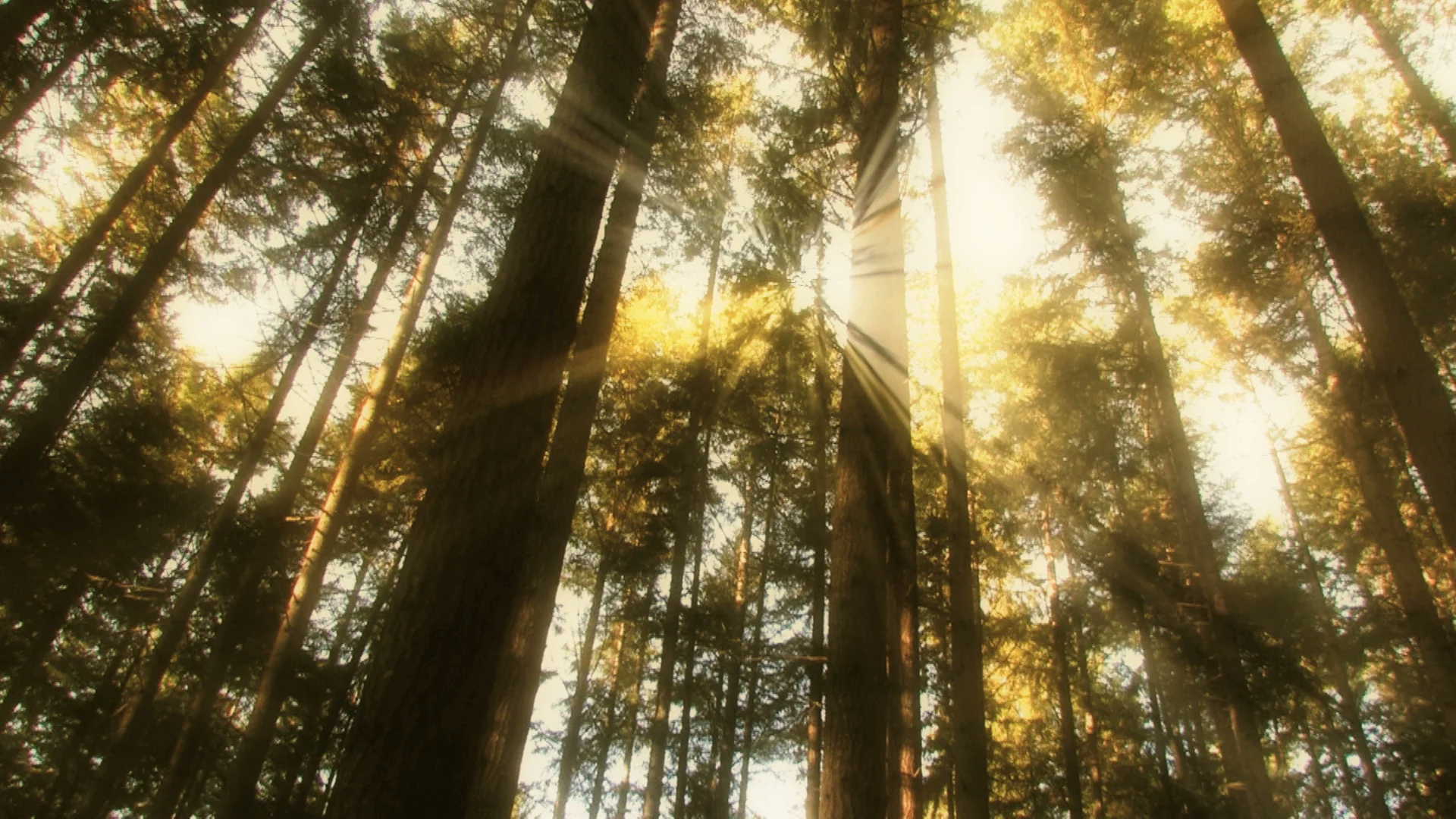 Dream effect light through trees low angle.jpeg