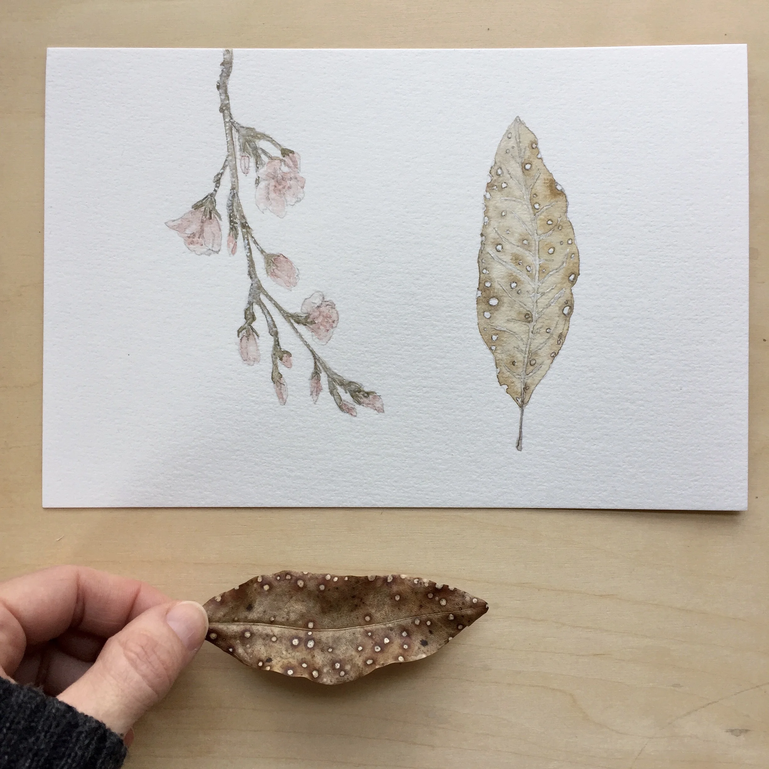 winter into spring i.JPG