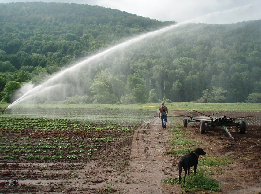 Lucky Dog Farm