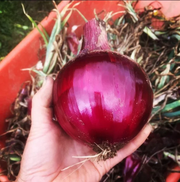 onion.jpg