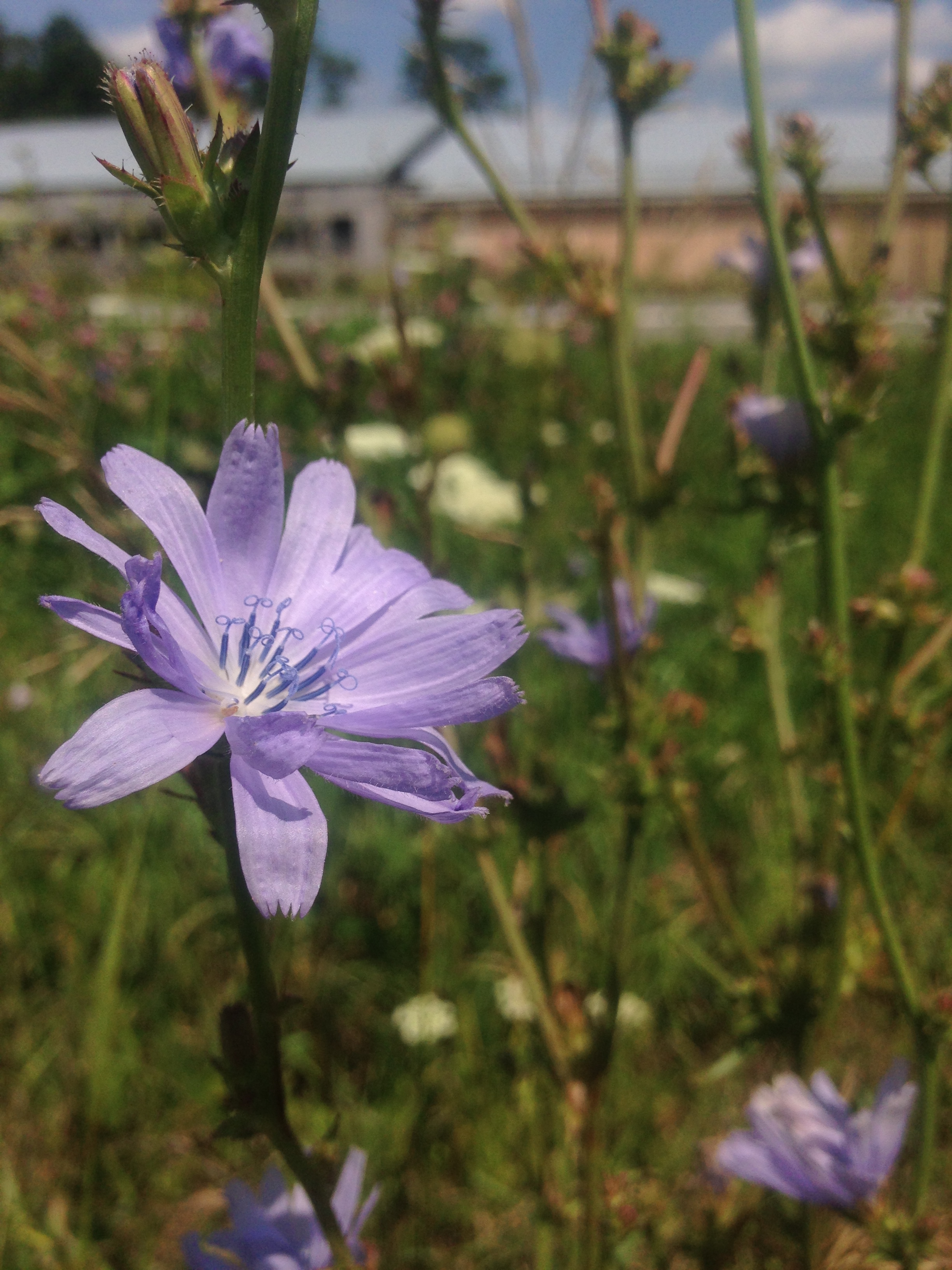 Chicory Creek Farm