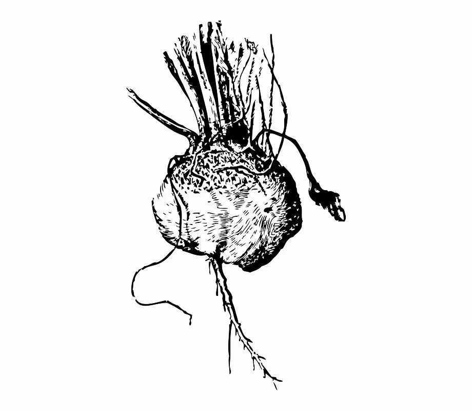 93-931182_beetroot-beet-root-vegetable-veggie-beets-illustration-black.jpg