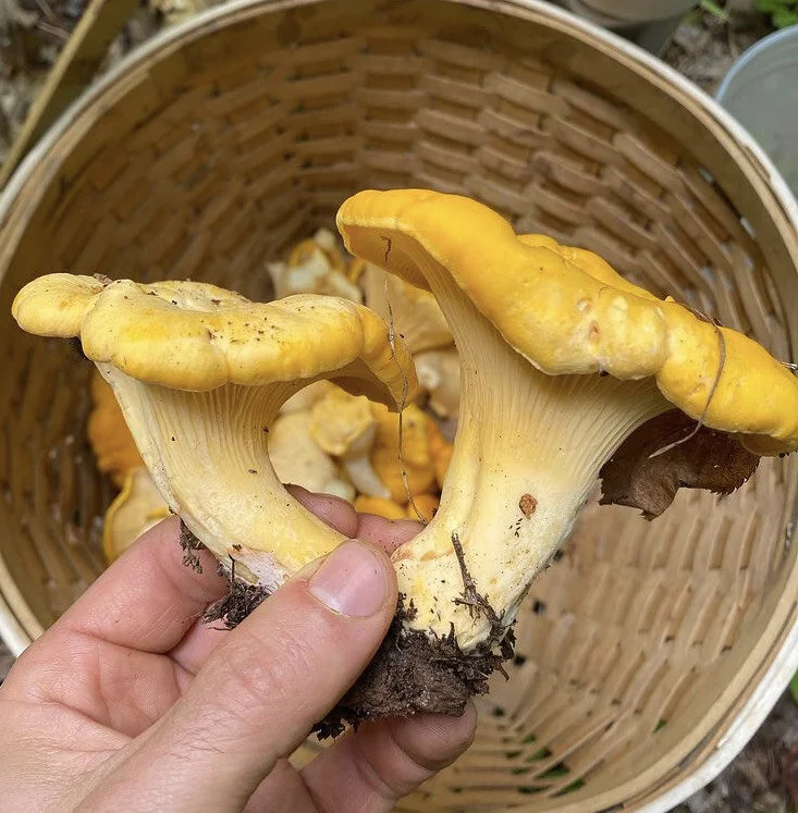 chanterelles-greentopia.jpeg