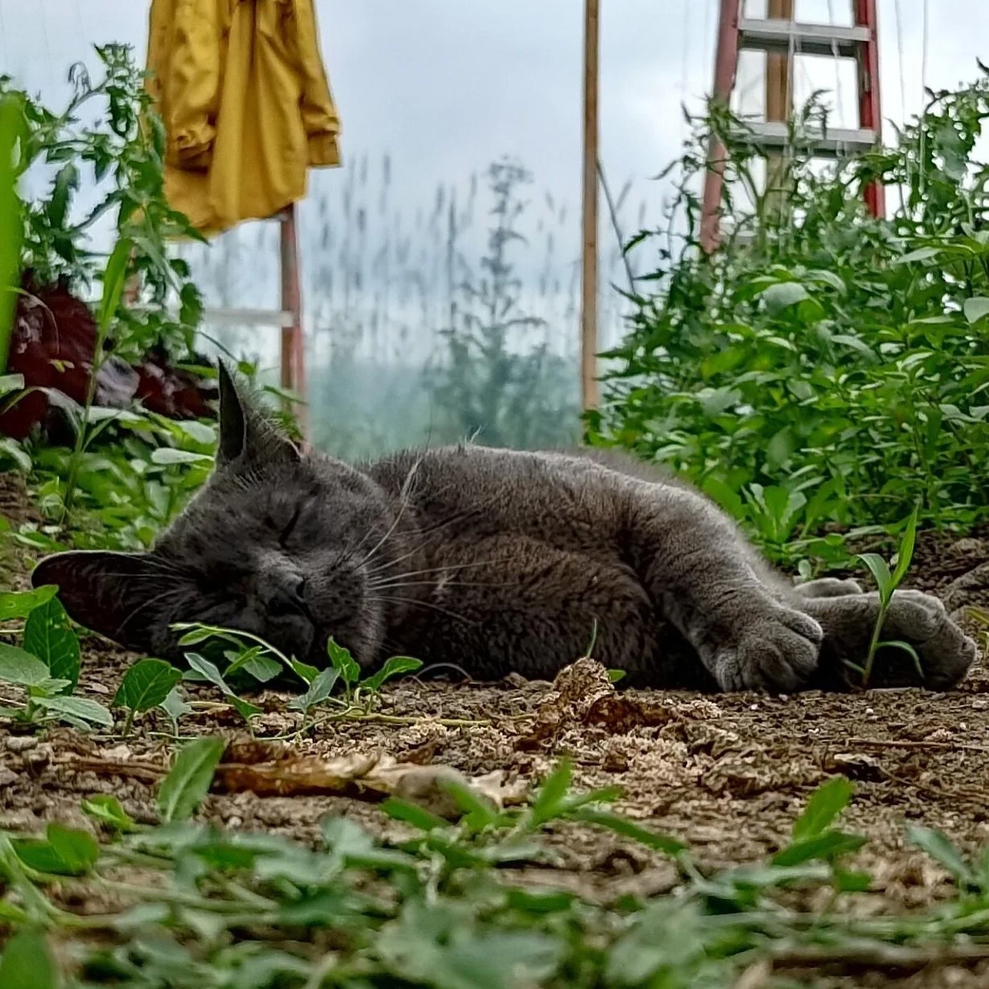 Recent scenes from @starroutefarm {photo 1 by Mario Fong; 2-3 by Cyd Nova}