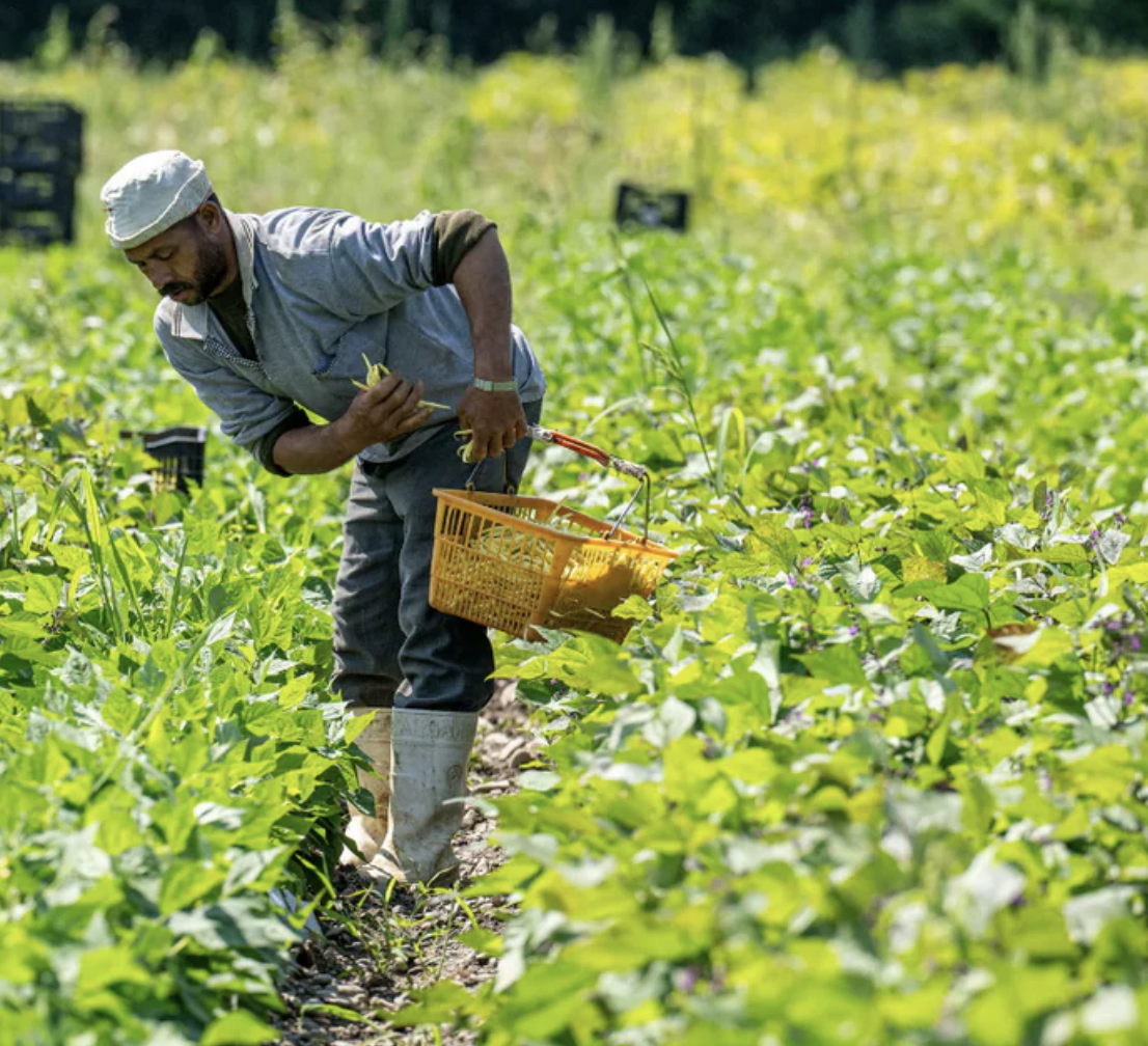 Norwich Meadows Farm