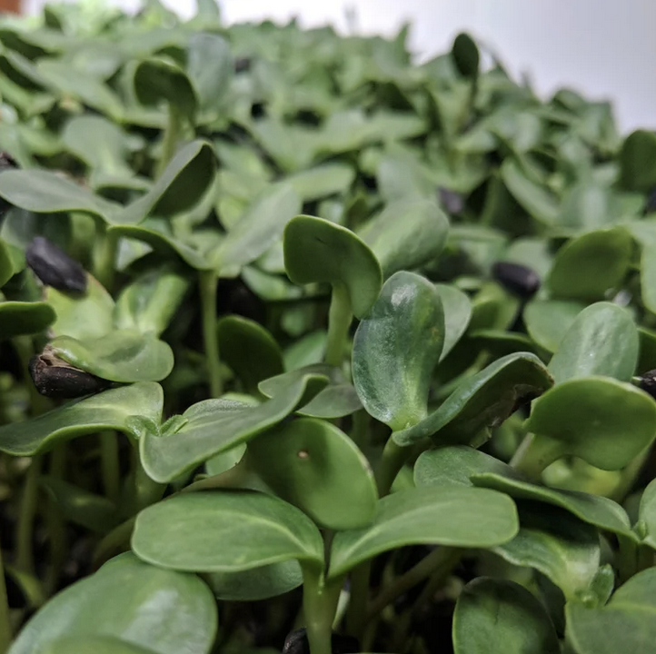 Sprouting Dreams Farm