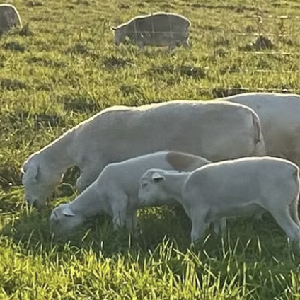 Berry Brae Farm