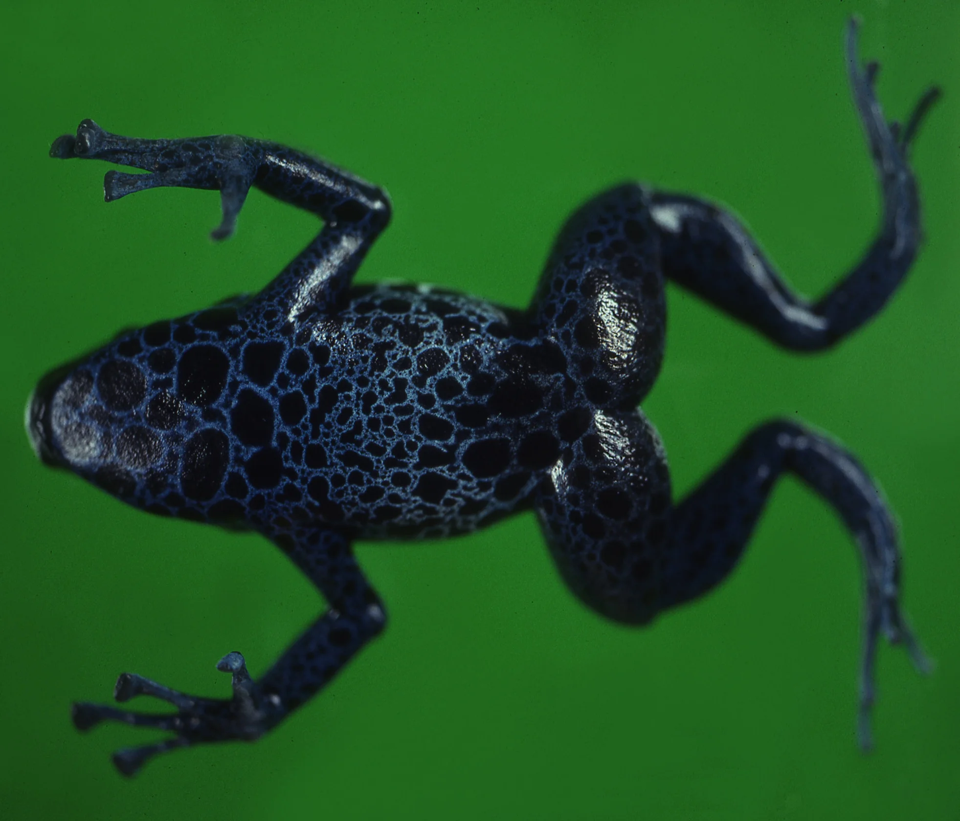 dartfrog.jpg