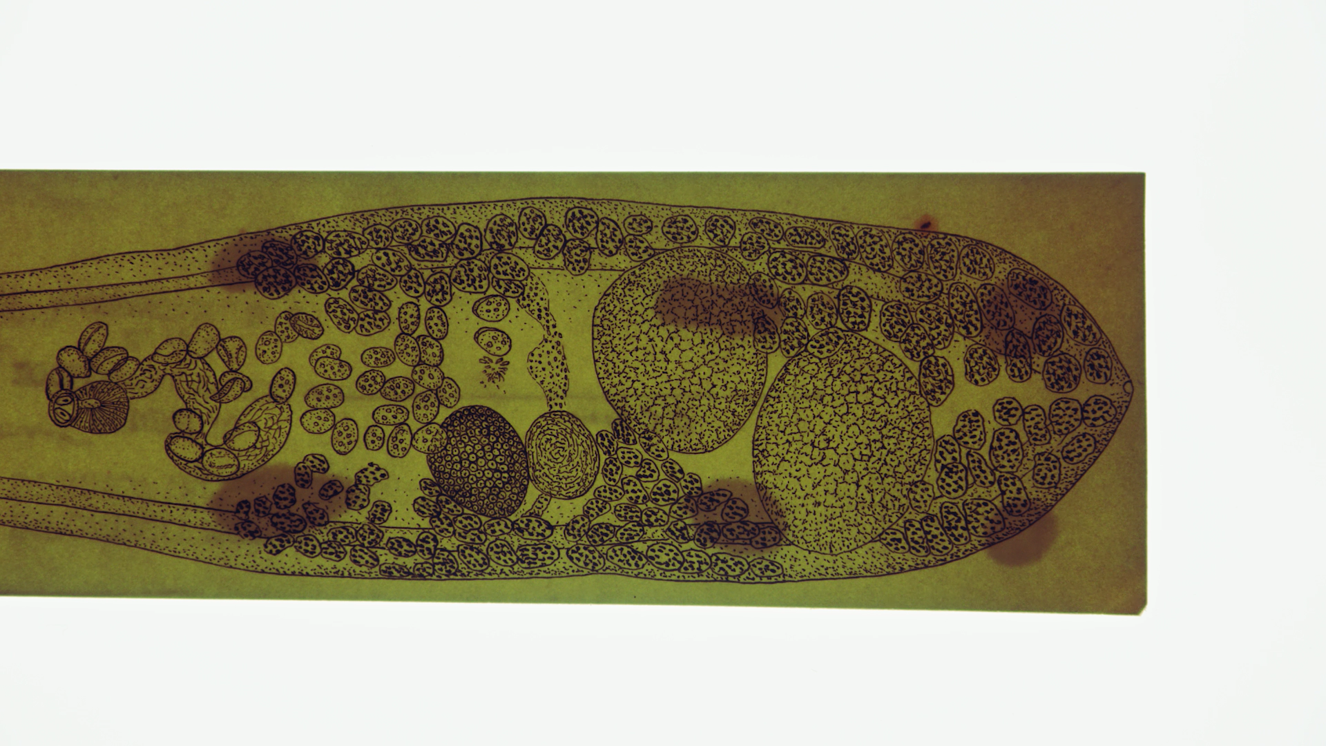 2018: The Goose Gland: Discoveries in Immunology