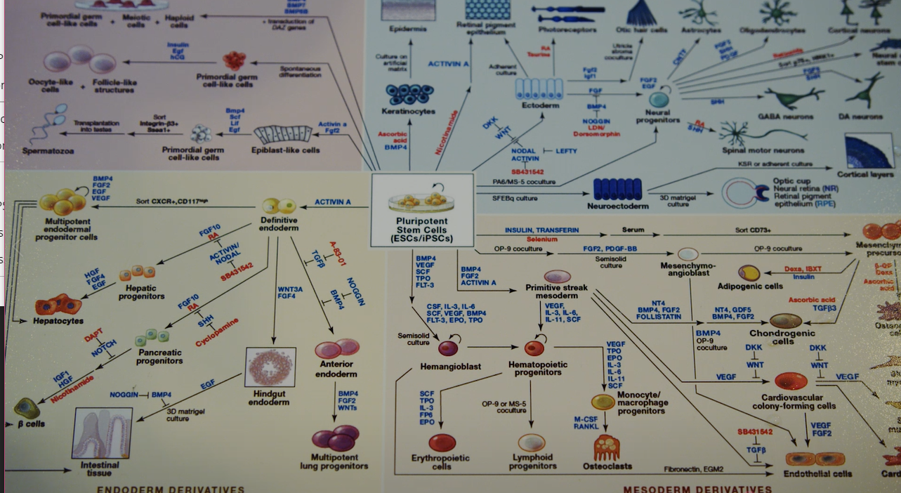 2018: Chickens, Cells and Cytokines