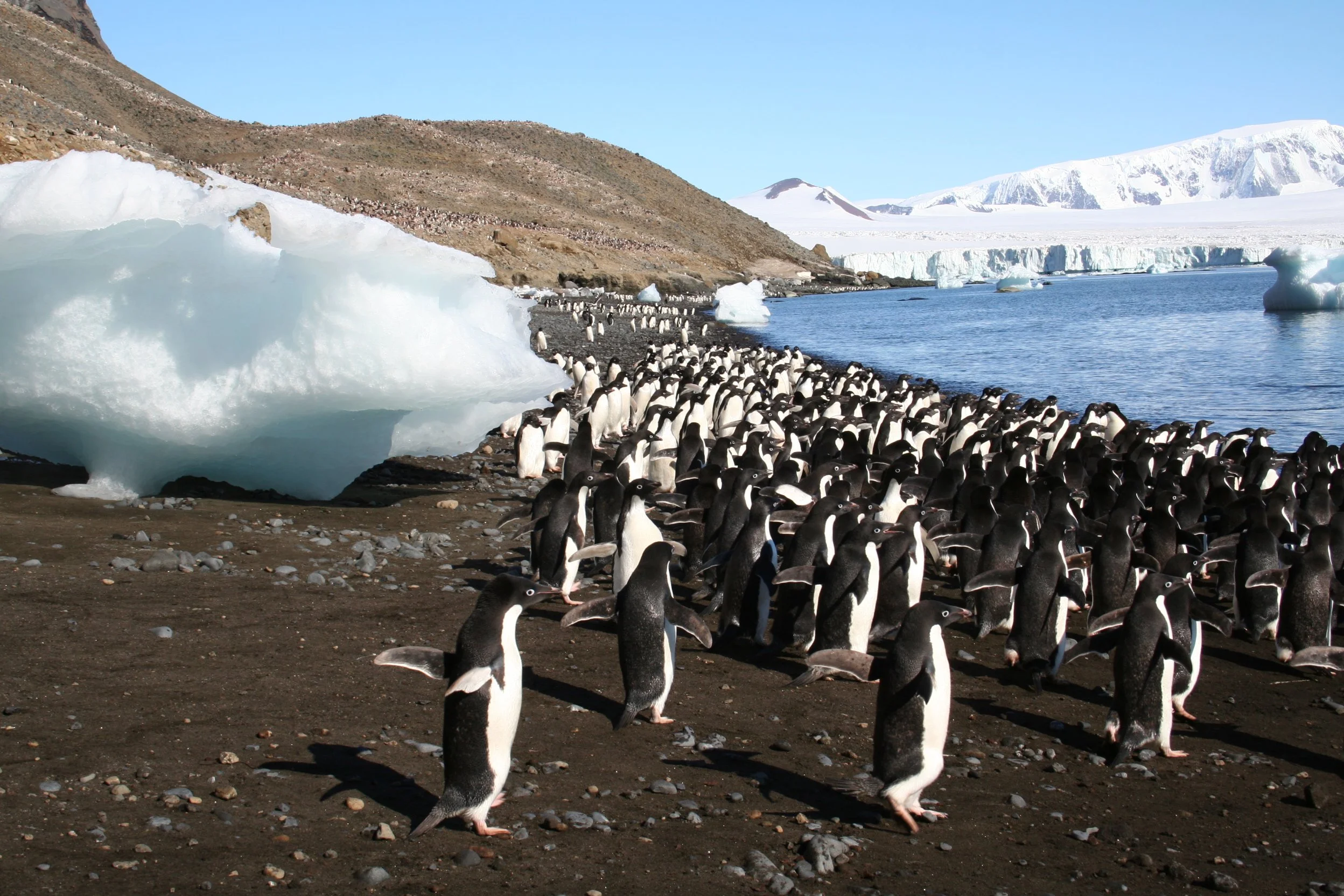 From Poop to Protection: Satellite Discoveries  Help Save Antarctic Penguins and Advance Wildlife Monitoring