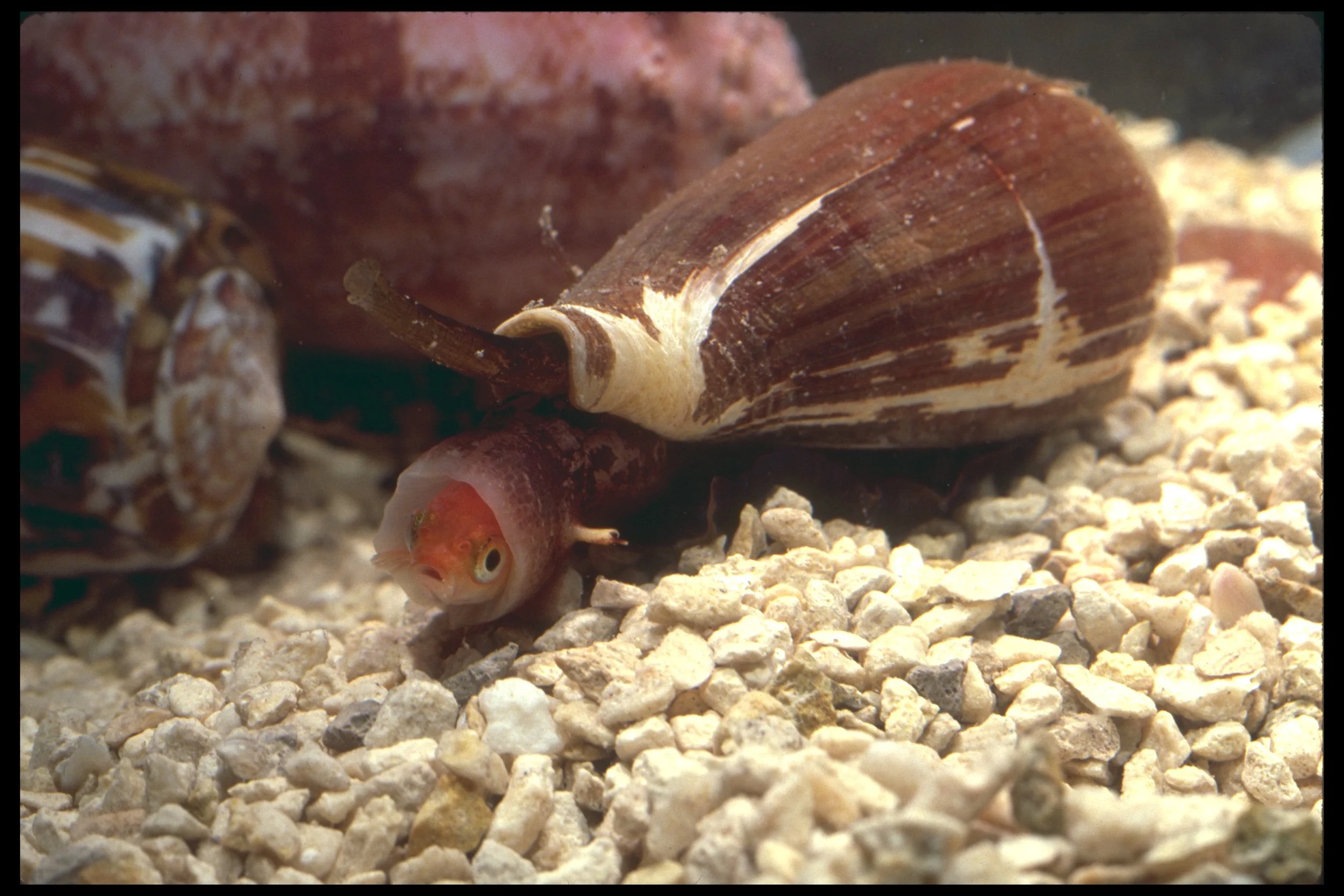 Tiny Snail, Big Impact Cone Snail Venom Eases Pain and Injects New