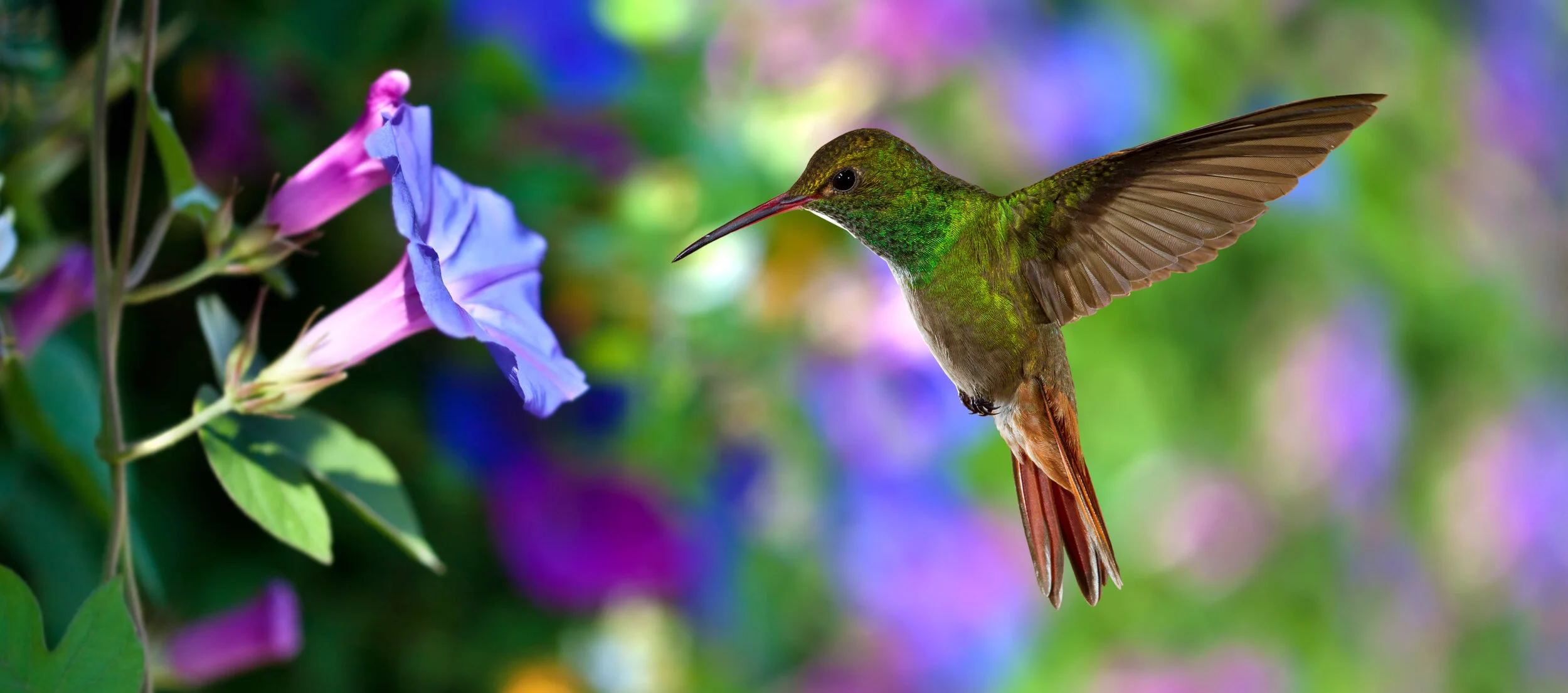 hummingbird.jpg