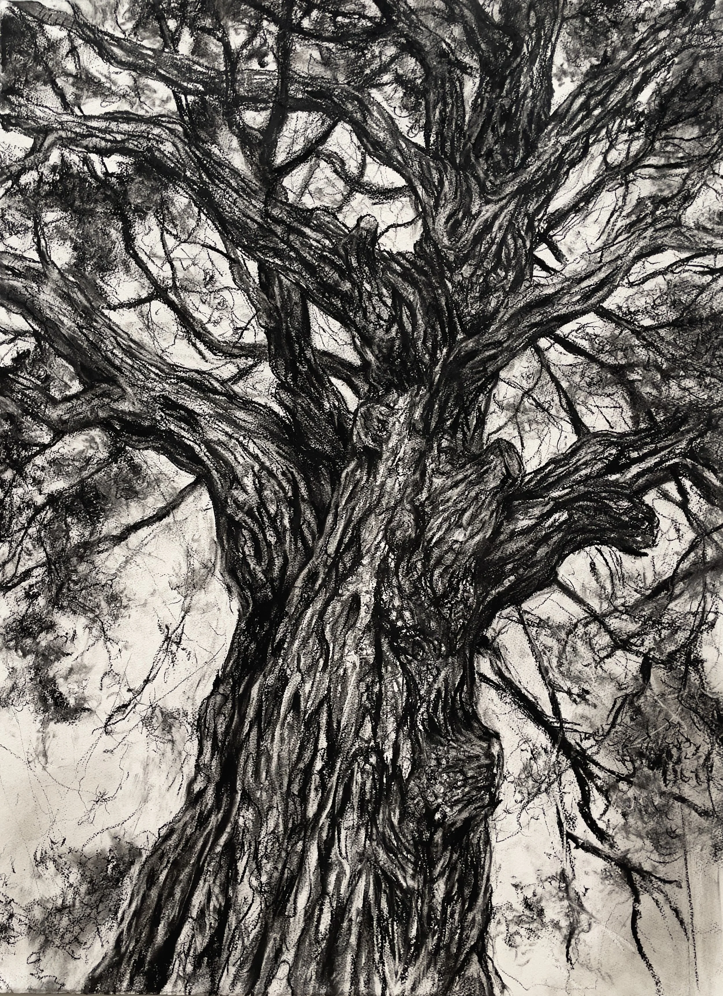 Coast Live Oak Six Years After the Sand Fire (Indra's Net). 2022. Charcoal and black chalk on paper. 30 x 22 in. (76.2 x 55.9 cm)