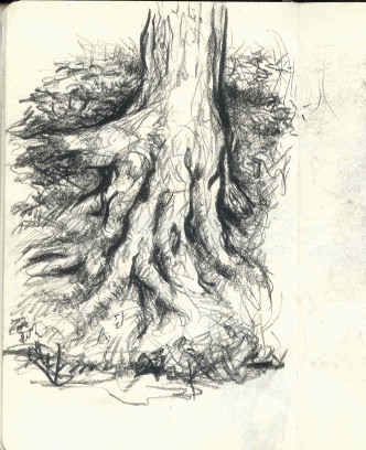 DAB sketch tree roots may 2007.jpg