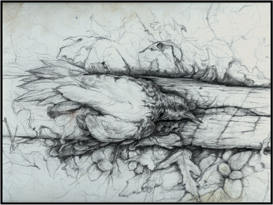 sapsucker drawing.png