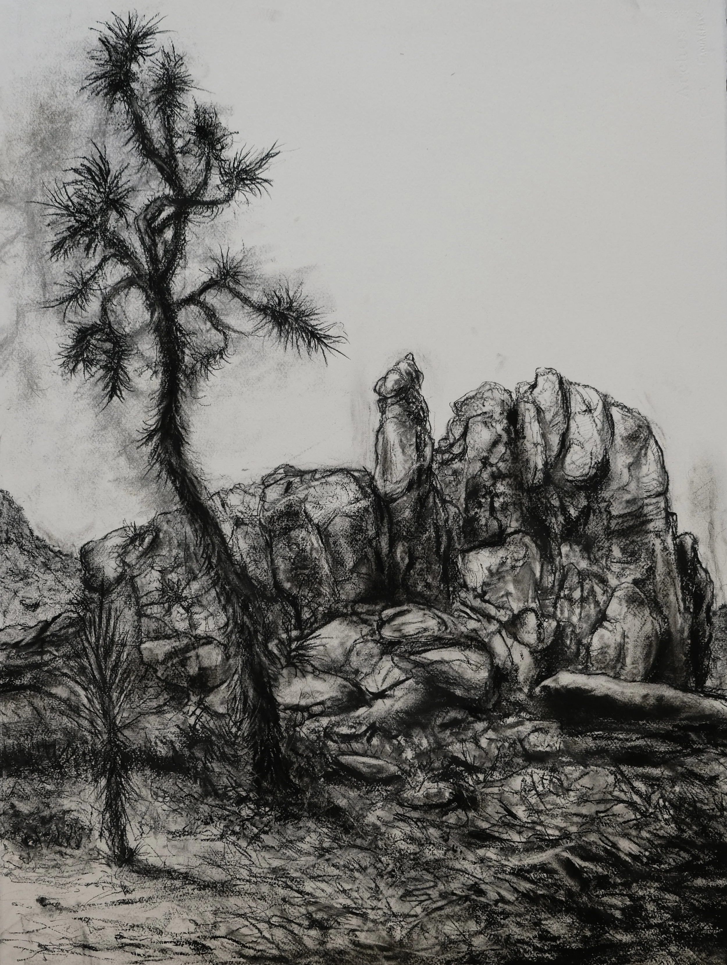 Joshua Tree (Indra's Net). 2023. Charcoal and black chalk on paper. 30 x 22 in. (76.2 x 55.9 cm)