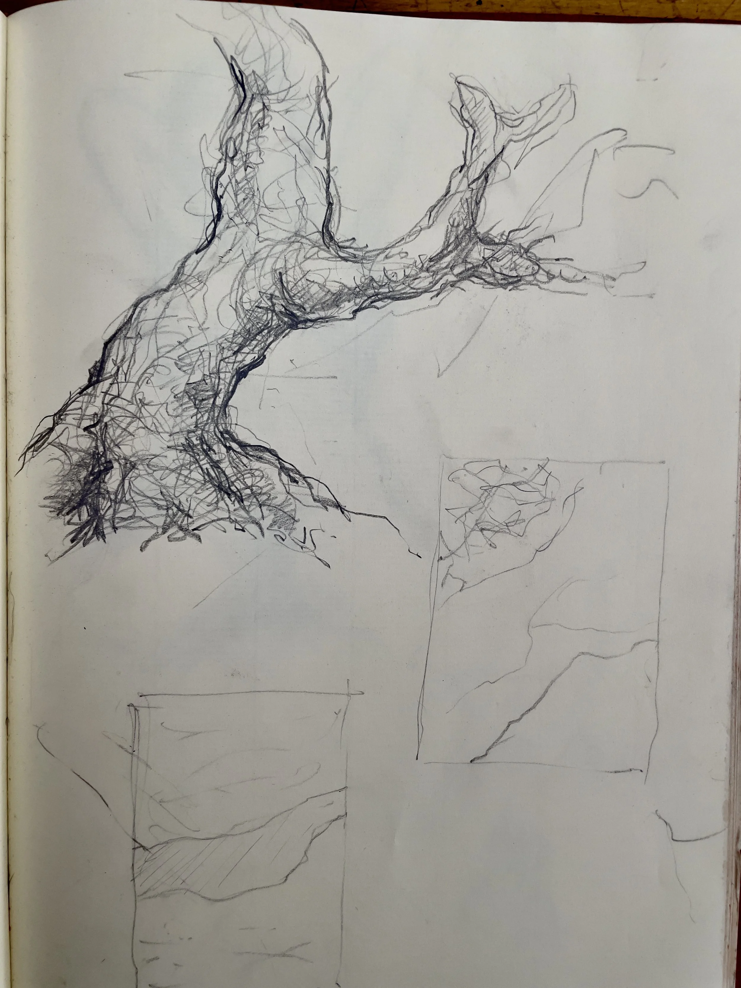 IMG_0203.jpeg