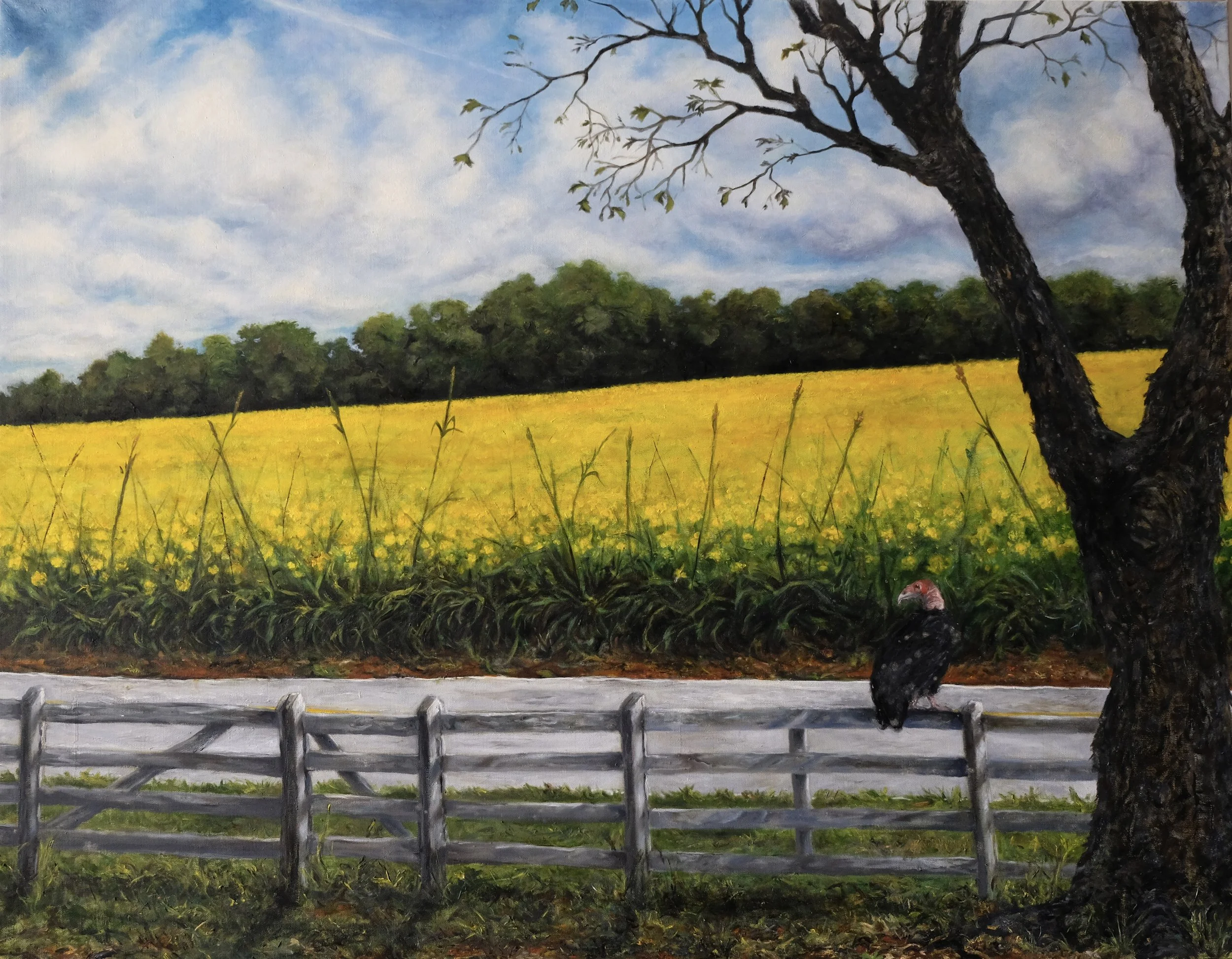 Georgia Canola Field with Turkey Vulture. 2013. Oil on linen. 36 x 46 in. (91.4 x 116.8 cm)