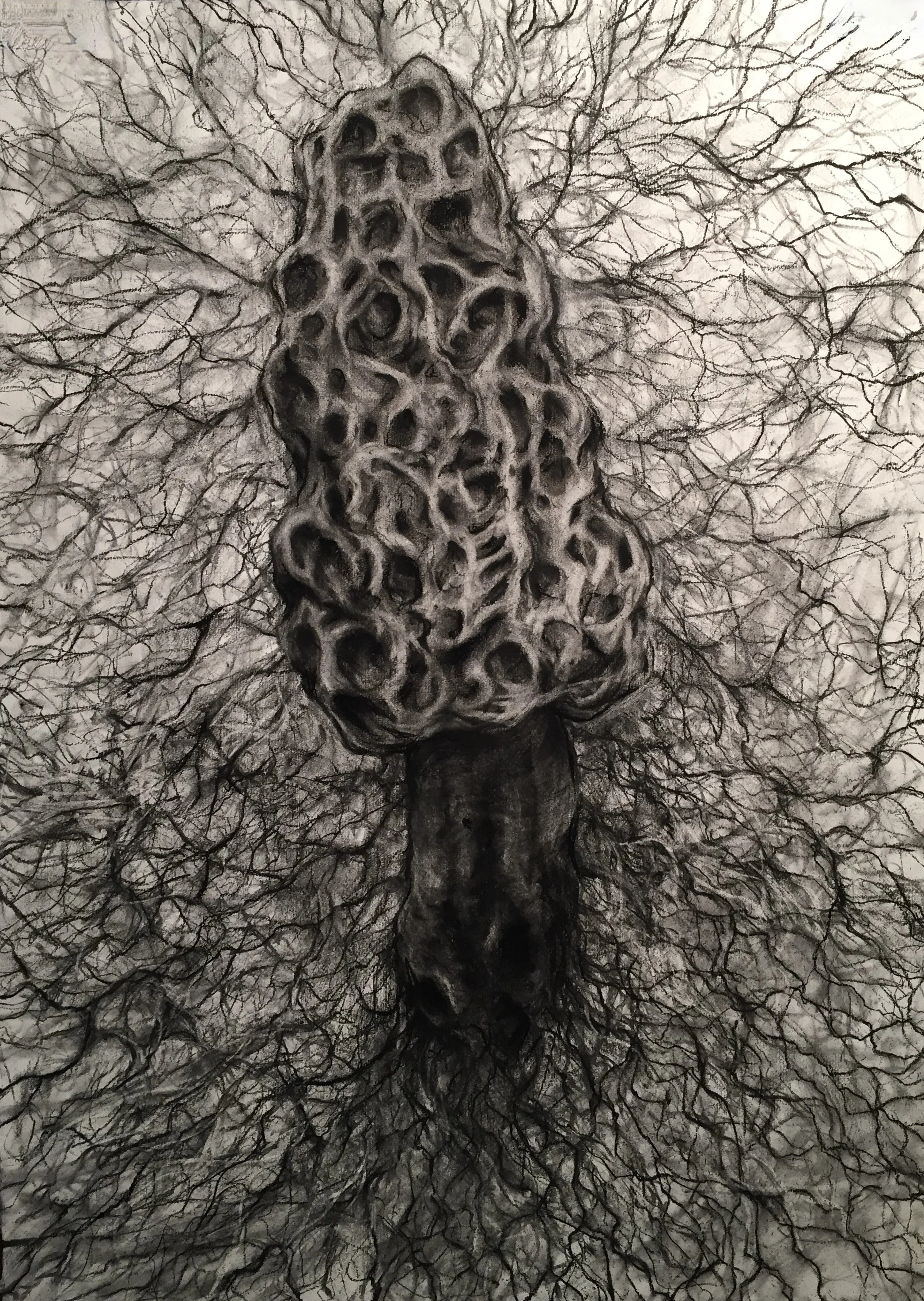 Mycelial Network with Morel (Indra's Net). 2019. Charcoal and black chalk on paper. 30 x 22 in. (76.2 x 55.9 cm)