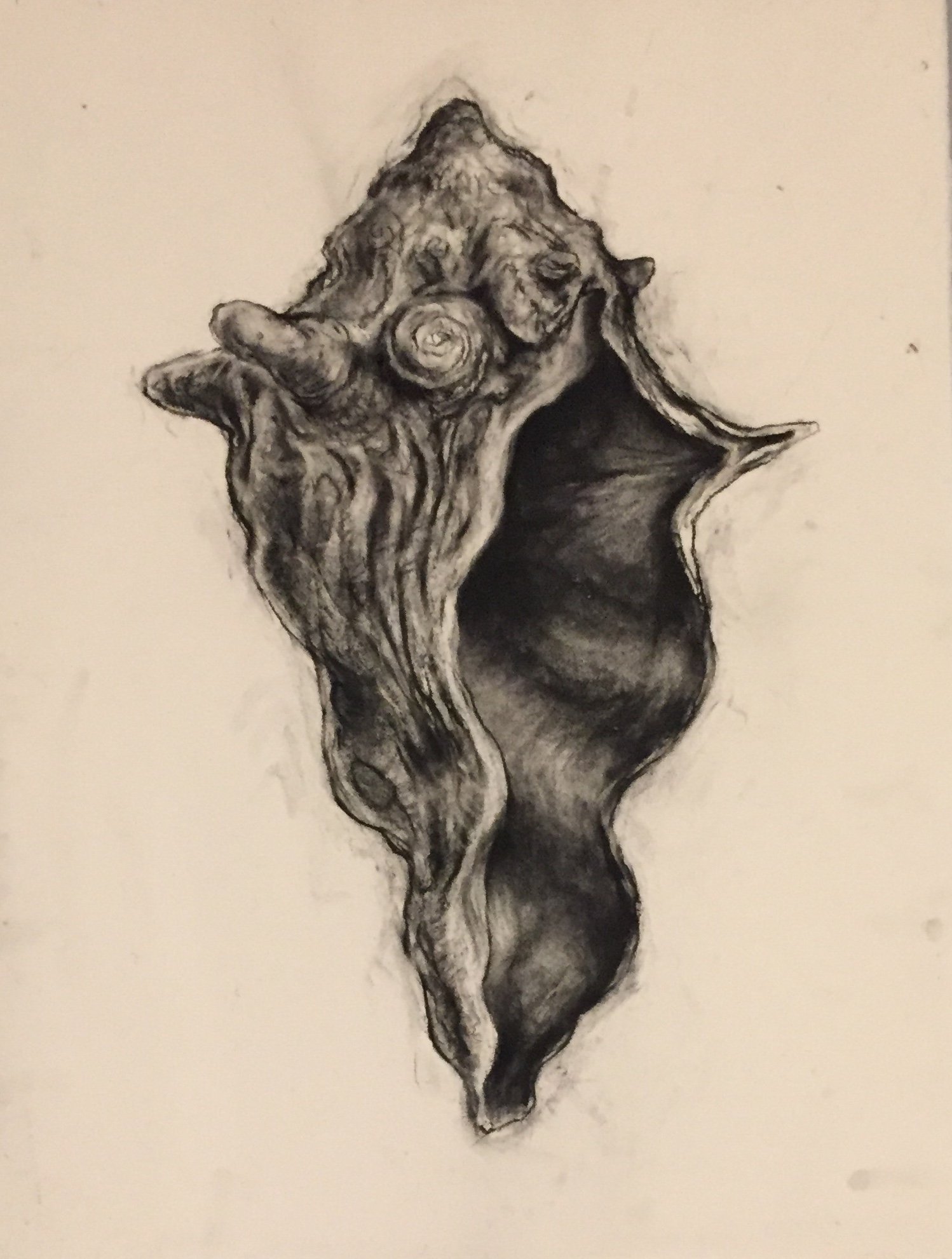 Sea Study: Knobbed Whelk (Indra's Net). Charcoal and black chalk on paper. 30 x 22 in. (76.2 x 55.9 cm)
(Private collection, Carpinteria, California)