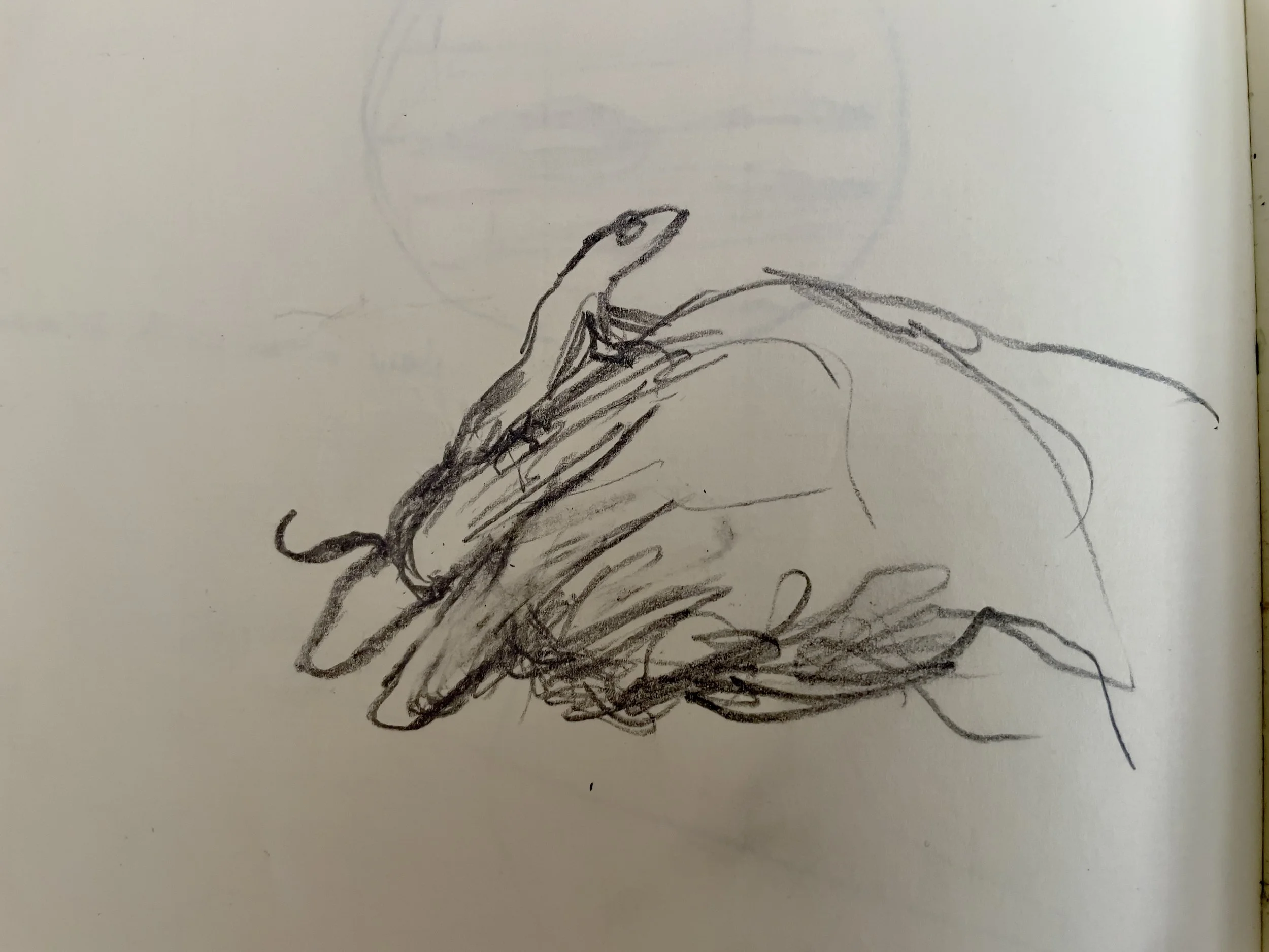 IMG_0210.jpeg