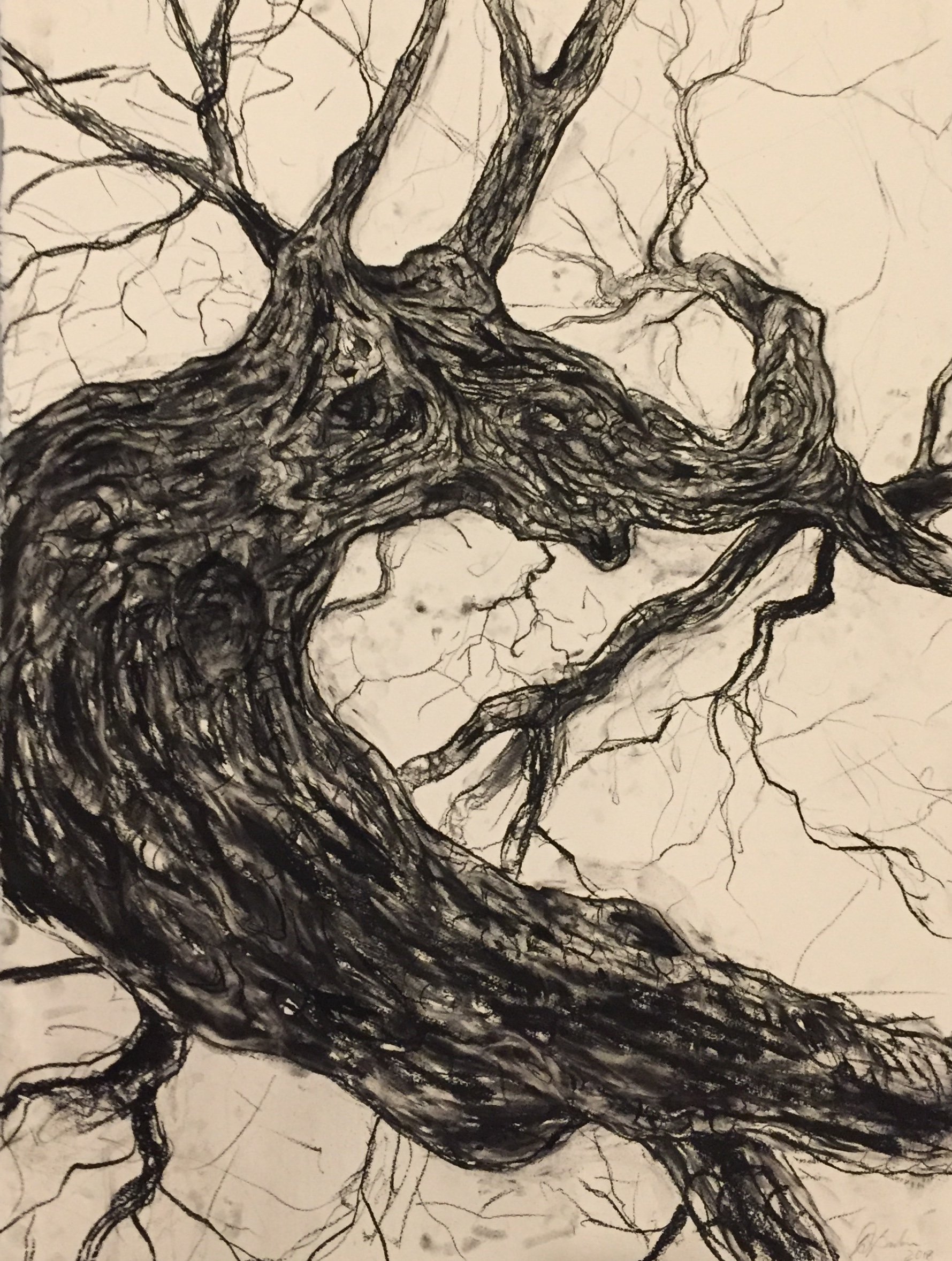 Charred Coast Live Oak (Indra's Net). 2019. Charcoal and black chalk on paper. 30 x 22 in. (76.2 x 55.9 cm)