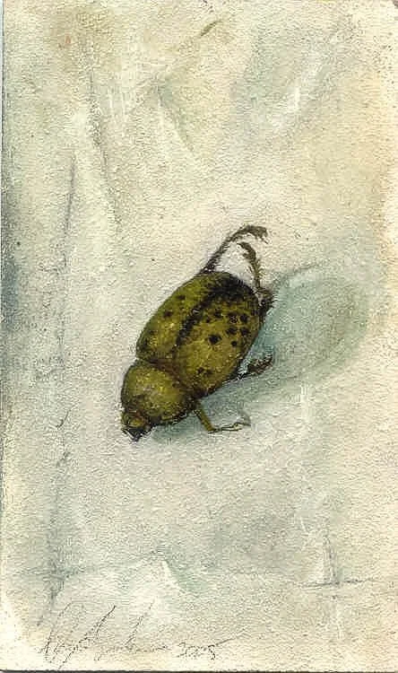Hercules Beetle. 2005. Oil on panel.5 x 3 in. 12.7 x 7.6 cm) 
(private collection, Chicago) 