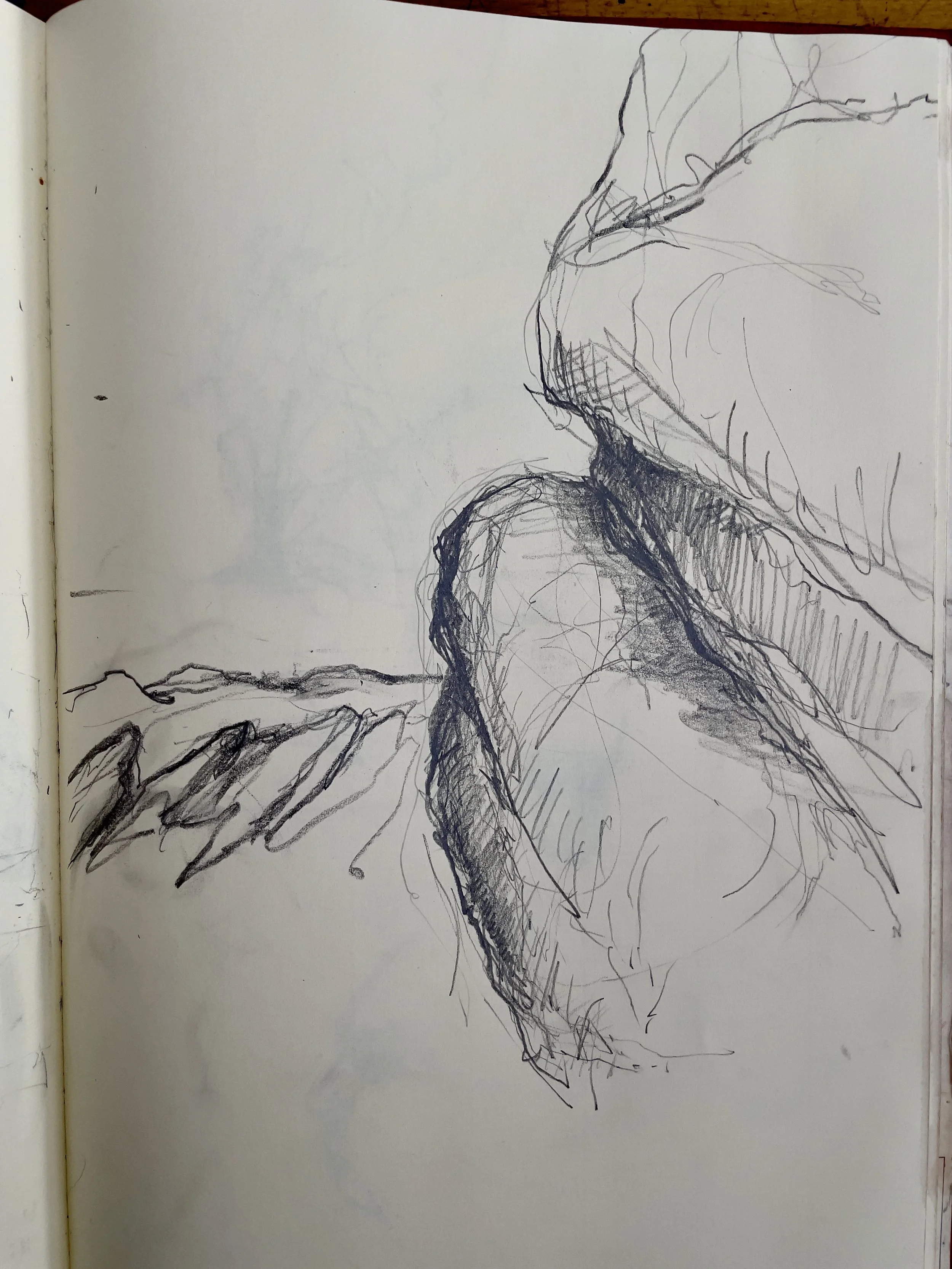 IMG_0208.jpeg