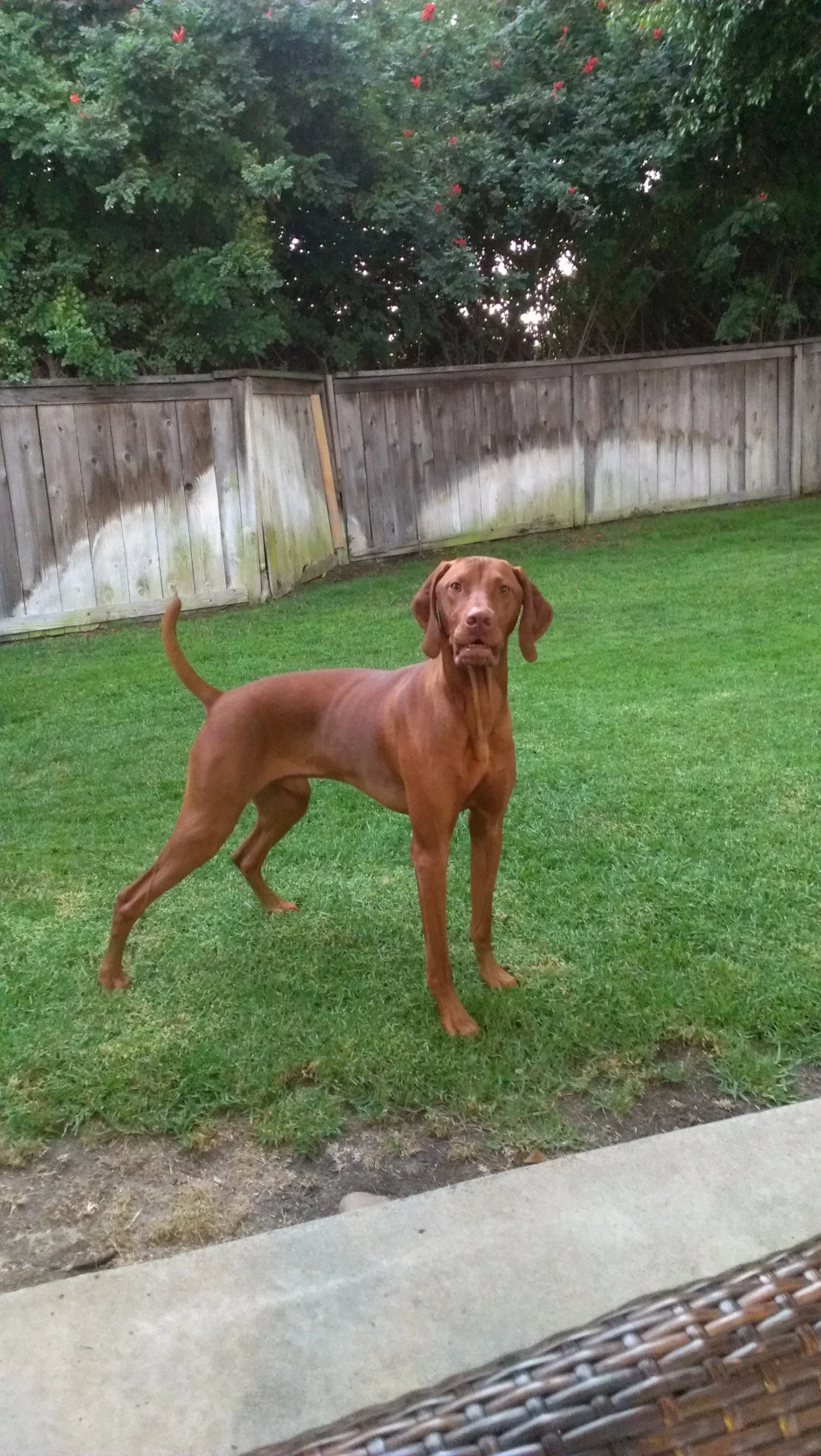Throw it!