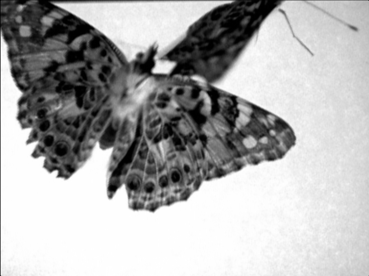 Butterfly6BW.png