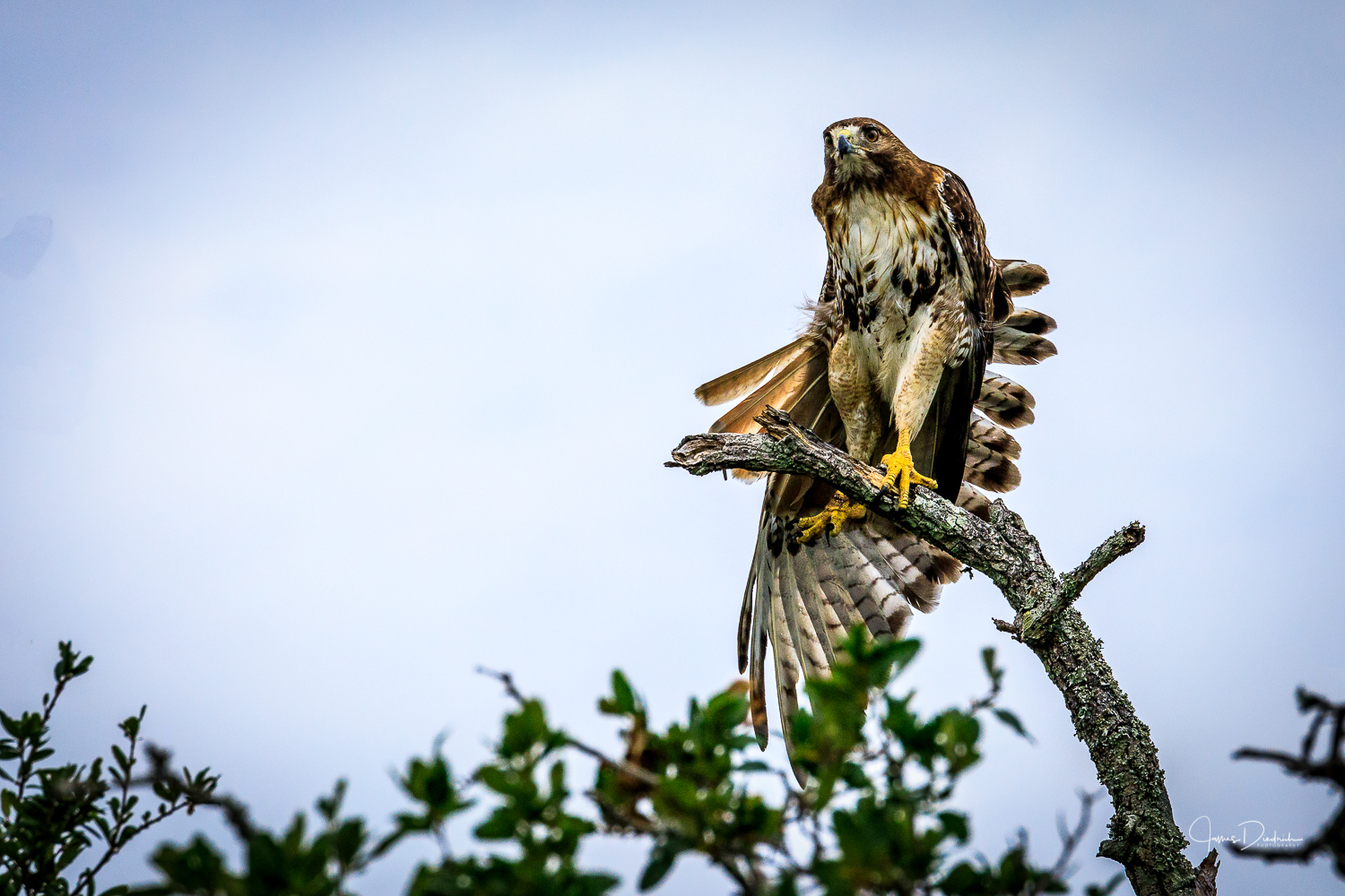 Stretching the wings.