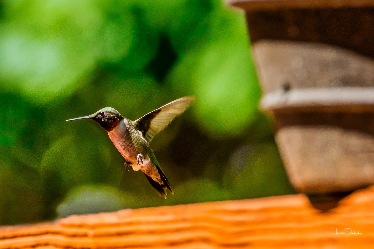 A hummingbird