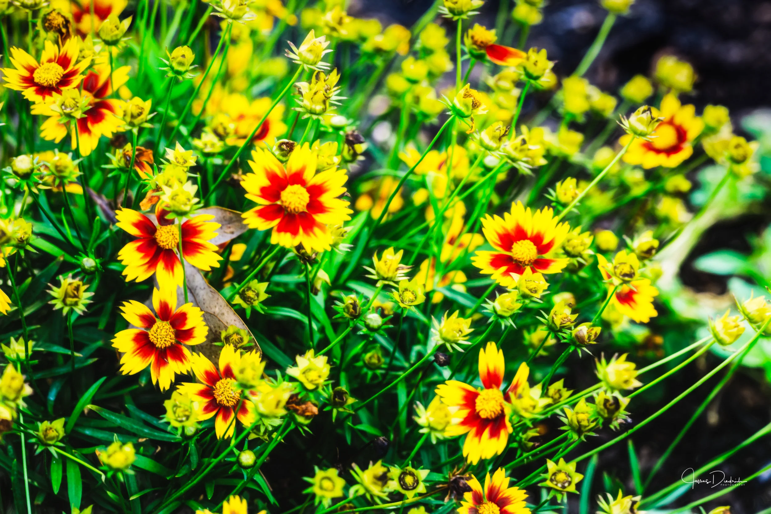 Autumn flowers