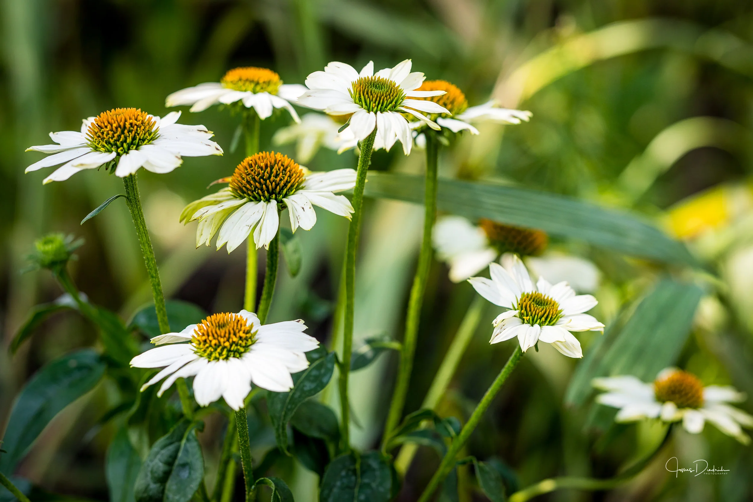 Autumn Flowers.jpg
