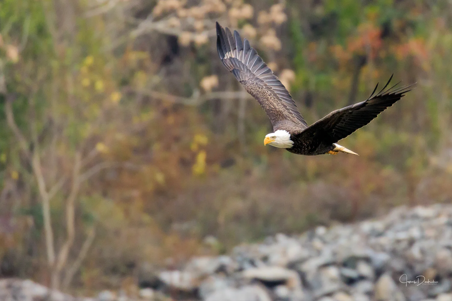 Bald eagle in flight