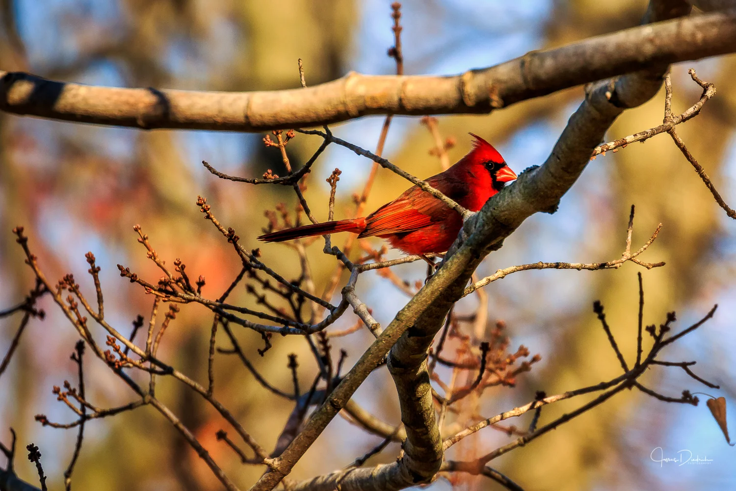 Here is a cardinal observing the feeding station.