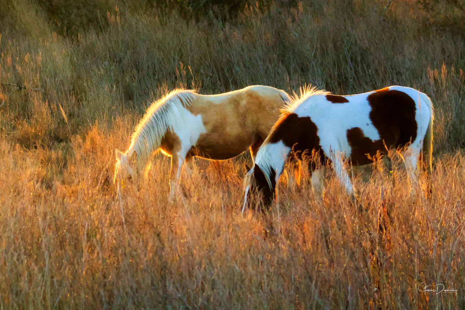 The sun was just touching upon the horses.