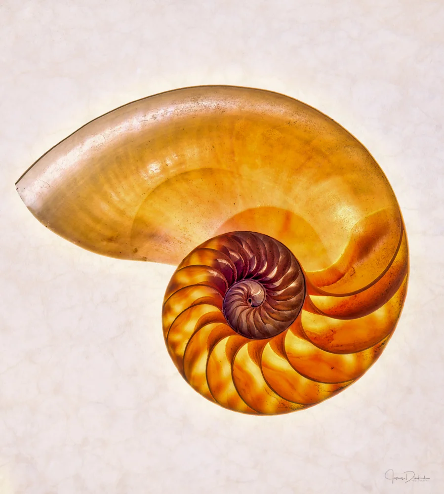 nautilis.jpg