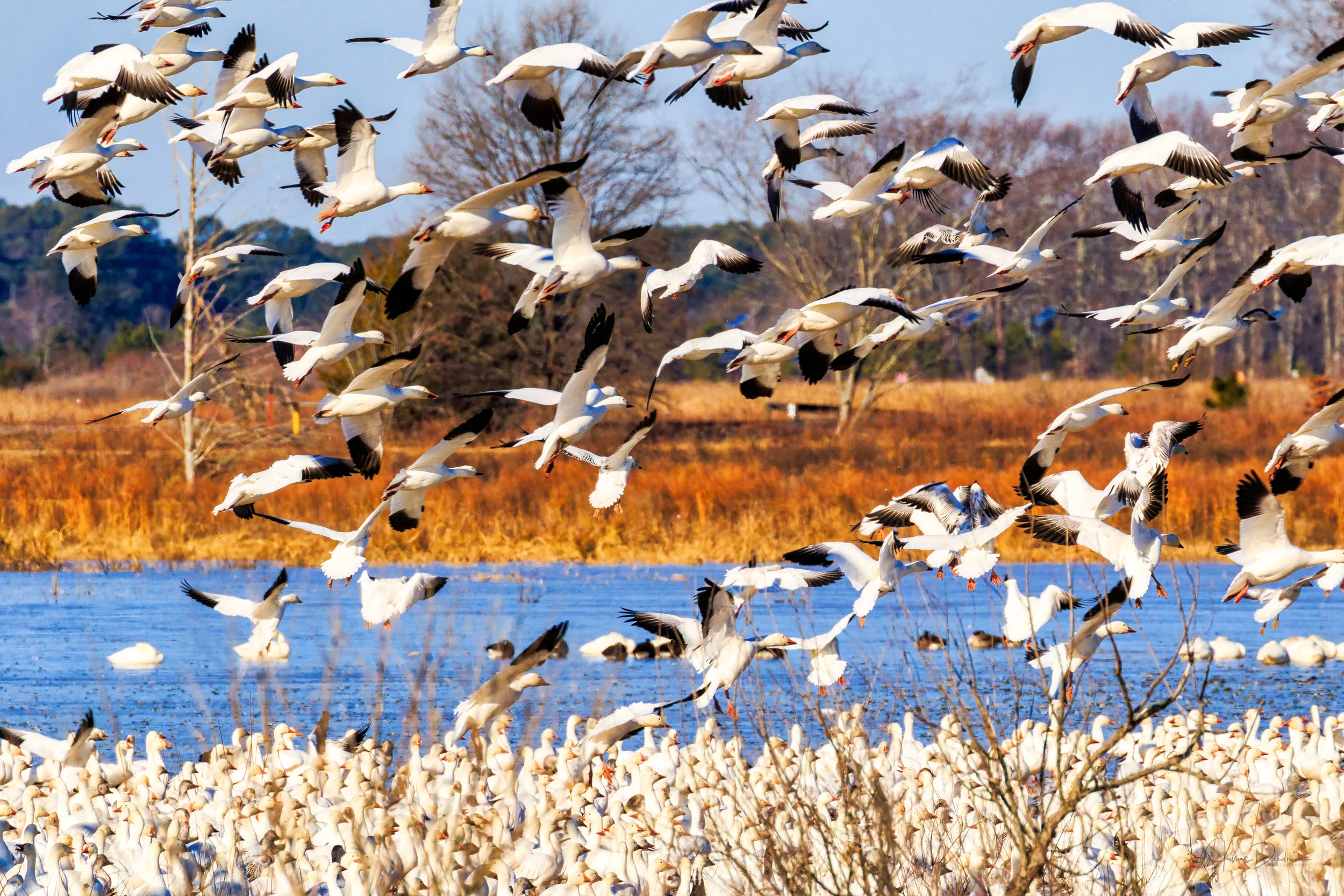 Just as quickly as they had taken off they returned to the same general area and resumed enjoying their winter home. 