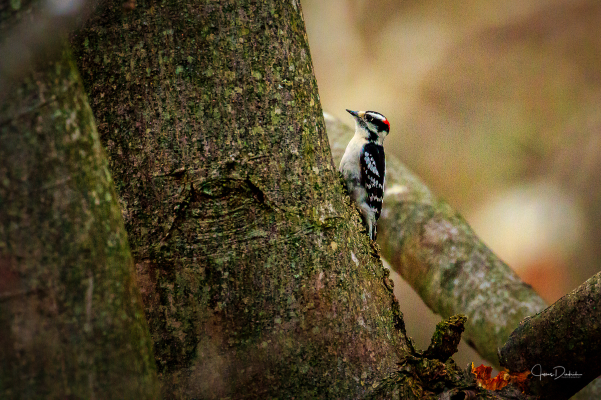 Downy Woodpecker