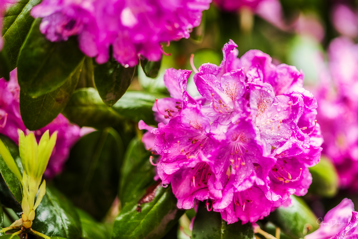This time a little color in the rain;.