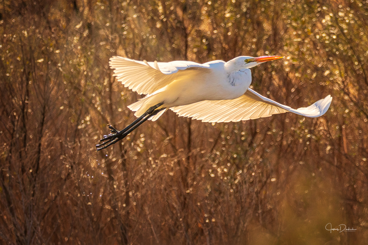 Egret in Flight