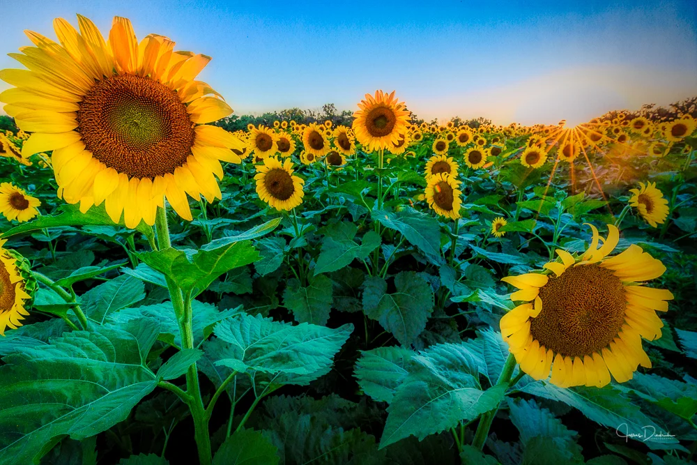 Sunflowers at sunset.