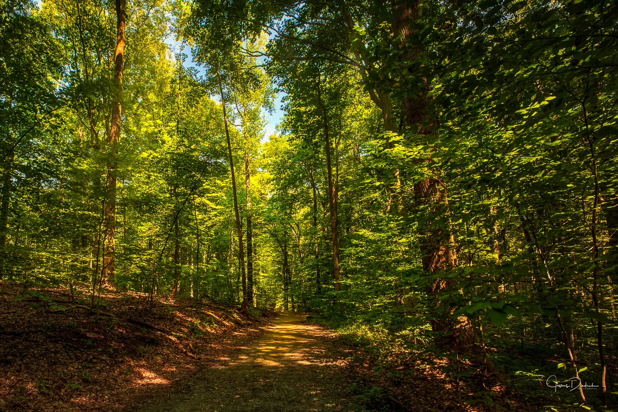 A summer morning walk.