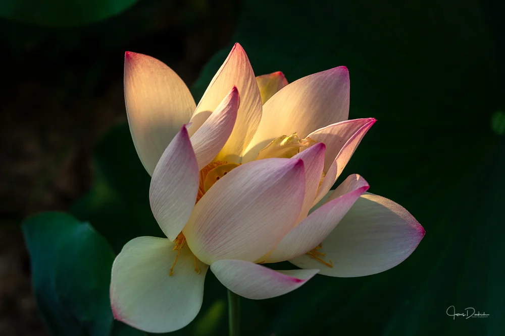 Here is the early morning sun illuminating a lotus flower