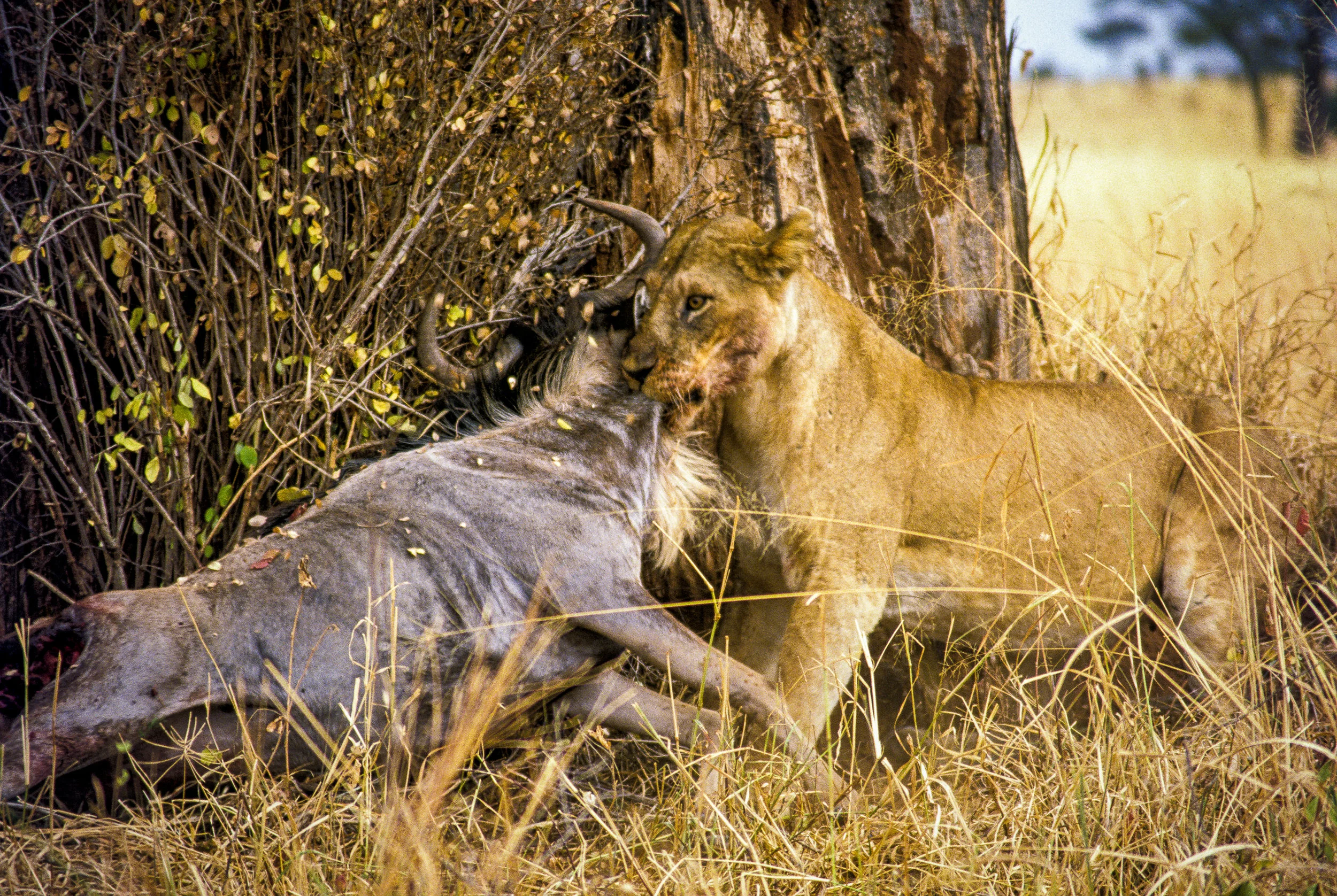 Life in bush.